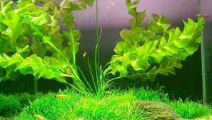 Aponogeton ulvovyovion (aponogeton ulvaceus): содржина, одгледување.